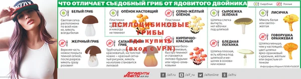 сатива Новозыбков