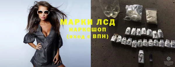 сатива Новозыбков